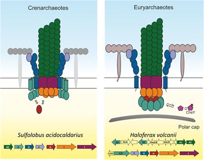 Towards Elucidating the Rotary Mechanism of the Archaellum Machinery